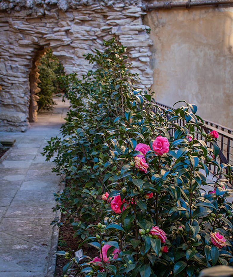 Il Giardino delle Camelie
